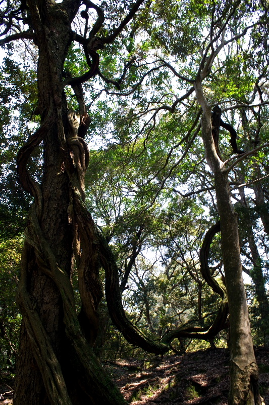 藤を見に行く 散水館 藤を見に行く 散水館