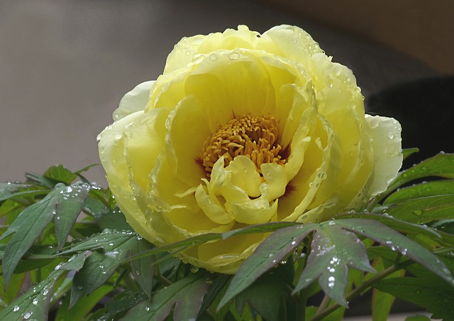 e0039703_22574424.jpg