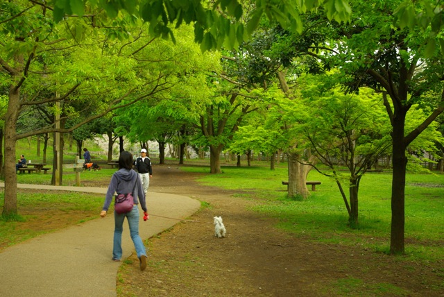 泉の森公園で芝桜鑑賞 Om Westie 泉の森公園で芝桜鑑賞 Om Westie