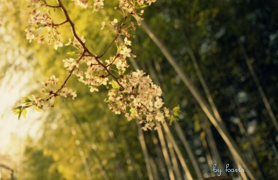 今のうちに桜_d0071507_15574278.jpg