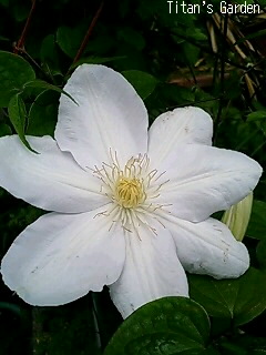 Clematis_b0099813_0114465.jpg