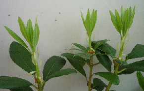 シャクナゲ 4 芽摘み 鈴白は日々つつがなく シャクナゲ 4 芽摘み 鈴白は日々つつがなく