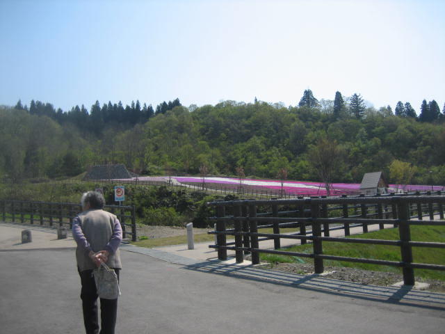 花と緑と雪の里・・・芝桜_f0067514_128575.jpg