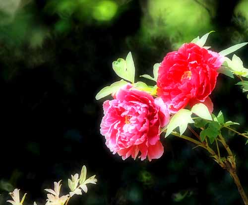 a0023315_2051175.jpg