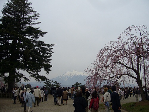 東北三大桜名所ツアー＠弘前公園_d0099829_22153319.jpg