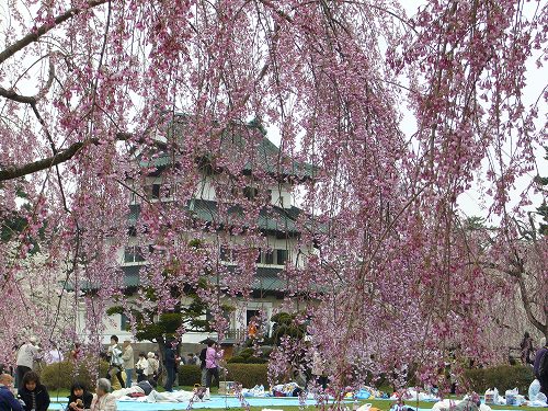 東北三大桜名所ツアー＠弘前公園_d0099829_22161097.jpg