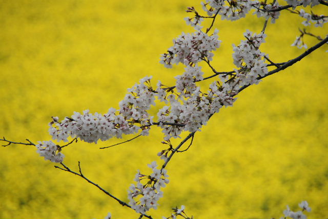 権現堂の桜 2009-1_e0064133_23273247.jpg