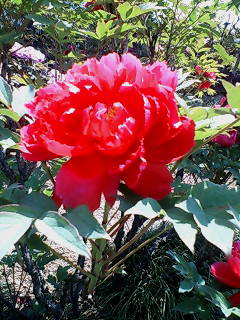 b0024439_17274236.jpg