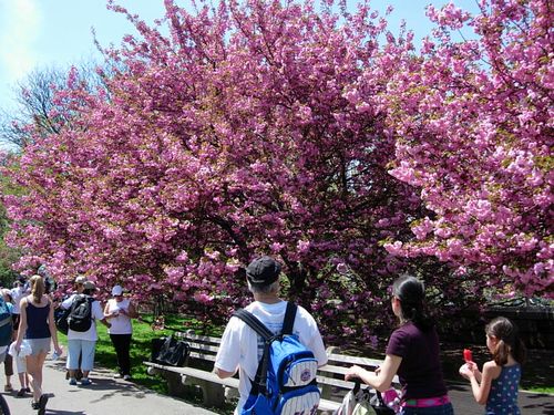 夢の花園＠Riverside Park NYC_c0074444_1949243.jpg