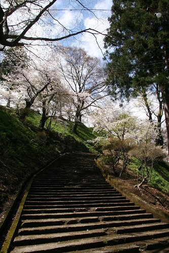 亀ヶ城跡公園の桜 その1_f0048546_617308.jpg