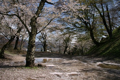 亀ヶ城跡公園の桜 その1_f0048546_6175222.jpg