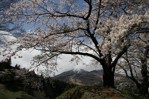 亀ヶ城跡公園の桜 その1_f0048546_6181277.jpg