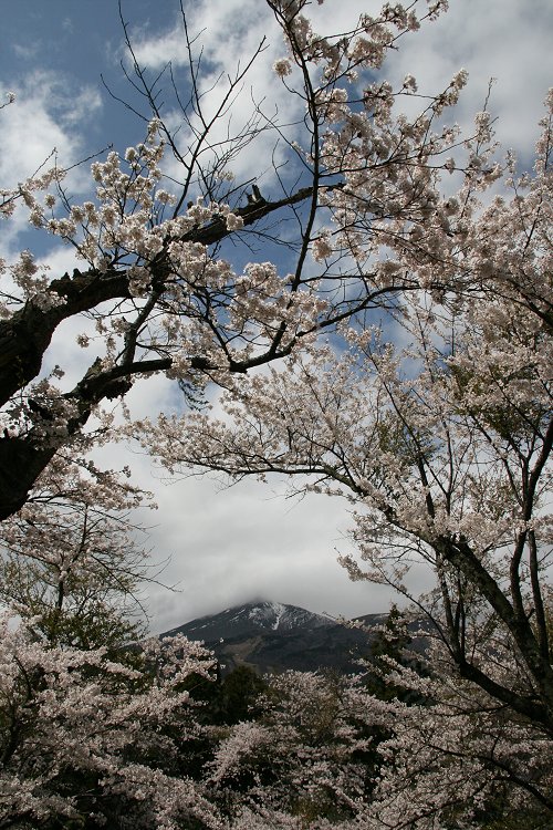 亀ヶ城跡公園の桜 その1_f0048546_6183850.jpg