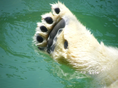 日本平動物園_b0142548_2216402.jpg