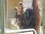 日本平動物園_b0142548_22375036.jpg