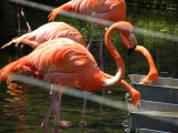 日本平動物園_b0142548_22384719.jpg