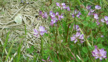 c0155853_912960.jpg
