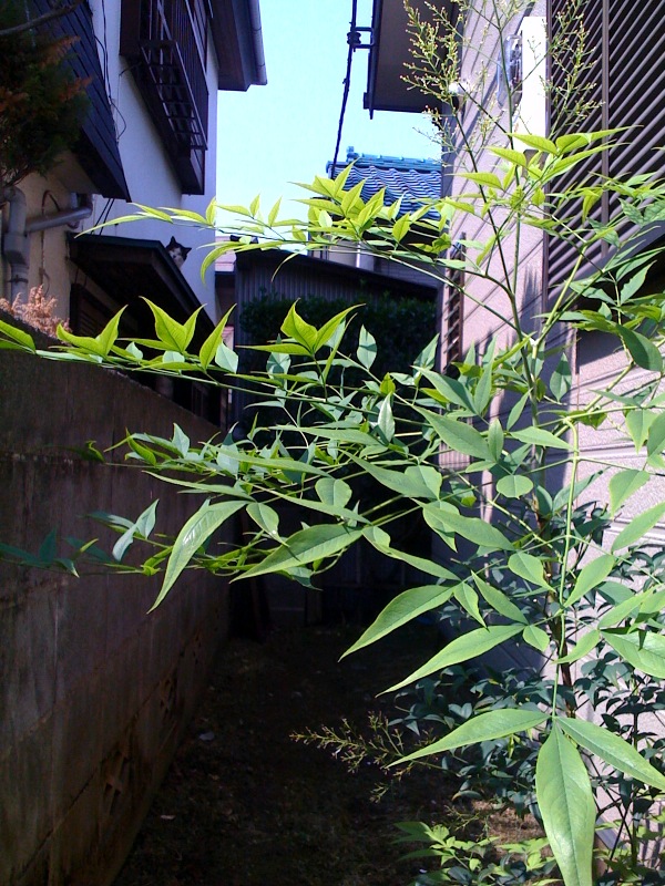 チラッと_e0026053_14163248.jpg