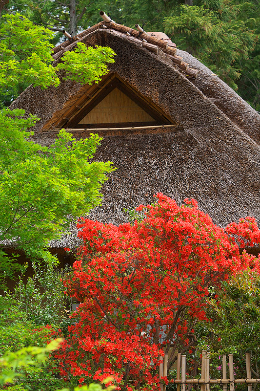 癒しの光景(梅宮大社)-01_c0101558_235744.jpg