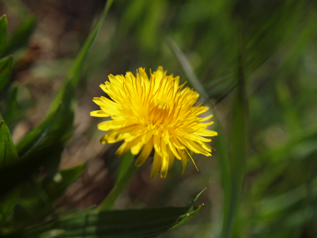 春の黄色のお花たち_b0175163_10414412.jpg