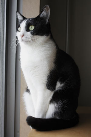里子にいった猫達_a0064067_38962.jpg
