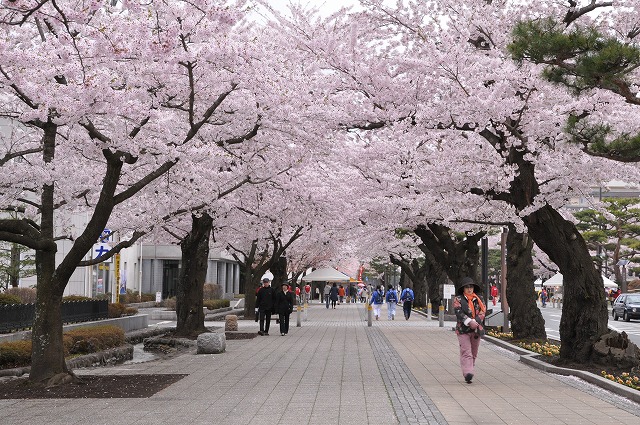 青森県の桜名所シリーズ09 No 1 十和田市 官庁街通り 進め 八戸せんべい汁推進委員会
