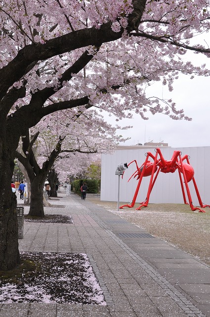 青森県の桜名所シリーズ2009 -No.1 十和田市 官庁街通り-_c0048667_22361556.jpg