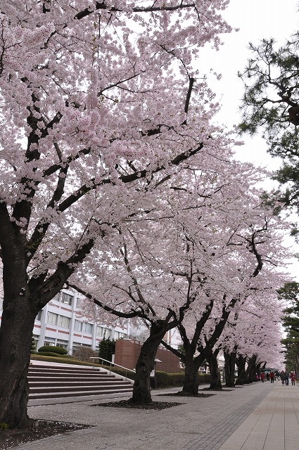 青森県の桜名所シリーズ2009 -No.1 十和田市 官庁街通り-_c0048667_2251373.jpg