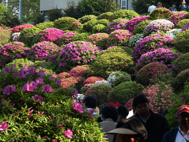 上野 ～ 根津神社 ２回目 つつじまつり開催中_b0006870_21251284.jpg