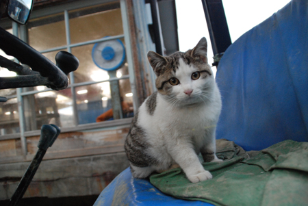 サーバー停止するほどのアクセス！田代島の猫写真_e0171573_0454188.jpg