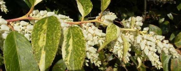 f0137275_4252992.jpg