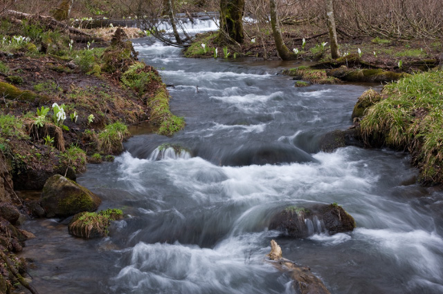 福島県 北塩原村 裏磐梯 水芭蕉_c0092386_14222745.jpg