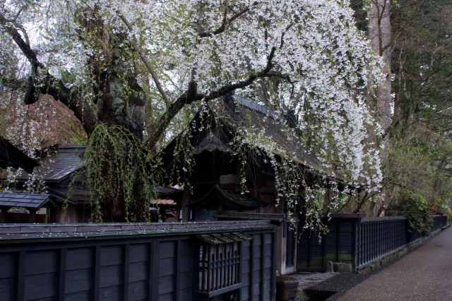 秋田県 仙北市 角館町 サクラ！桜！_c0092386_6412665.jpg