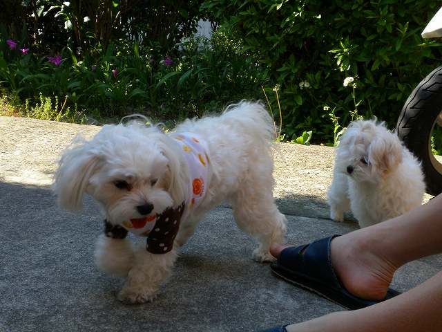 c0135690_1625204.jpg