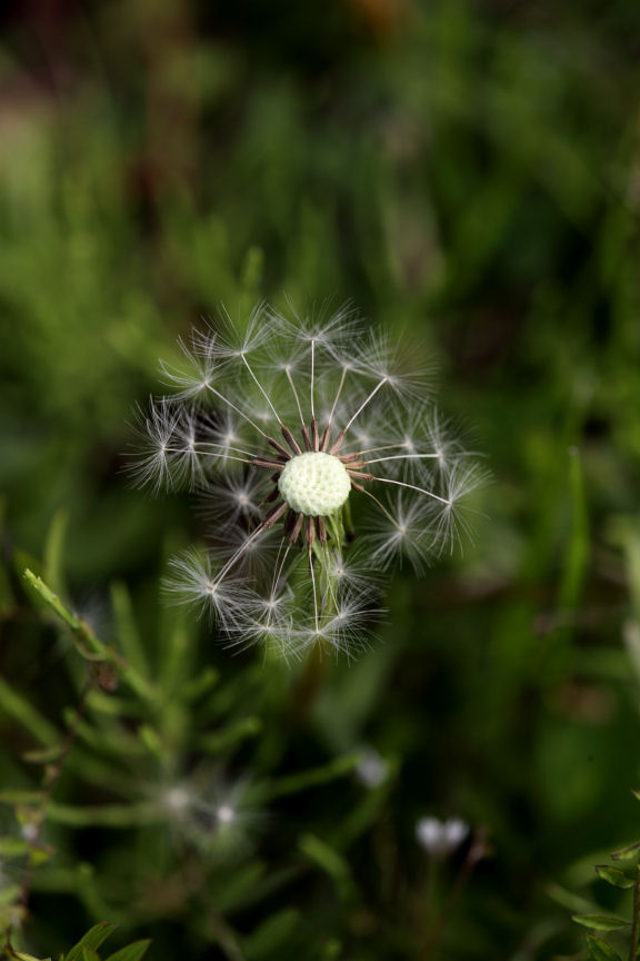 Dandelion_f0195893_655503.jpg