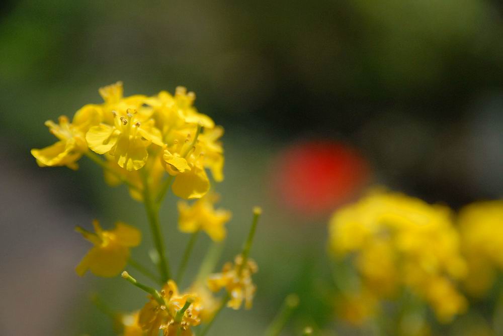 赤塚植物園　板橋区　東京都_a0078397_8334427.jpg