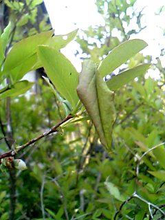 b0028598_17181917.jpg