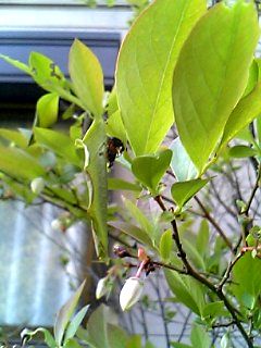 b0028598_17203520.jpg