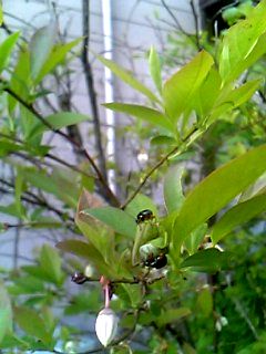 b0028598_17233888.jpg