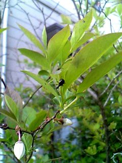b0028598_17261749.jpg