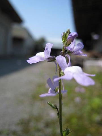 b0172502_10532291.jpg