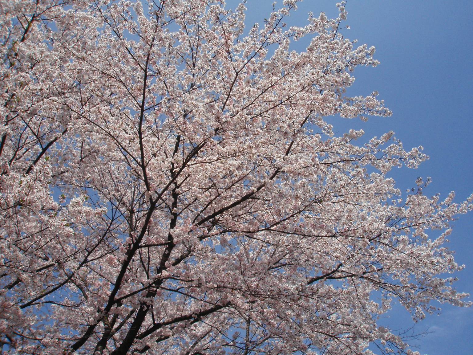 桜～２００９～赤城_d0137604_05644.jpg