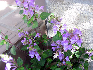 e0118904_23192744.jpg
