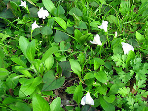 e0118904_23201067.jpg