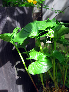 e0118904_23205163.jpg