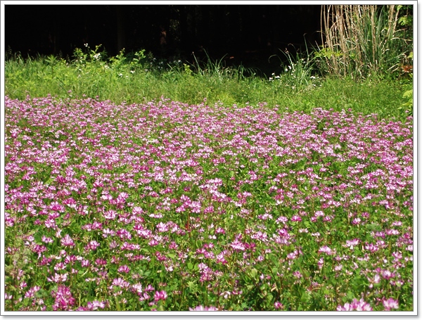 れんげ 花畑 すいれんのプロムナード れんげ 花畑 すいれんのプロムナード