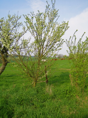 d0135907_17504636.jpg