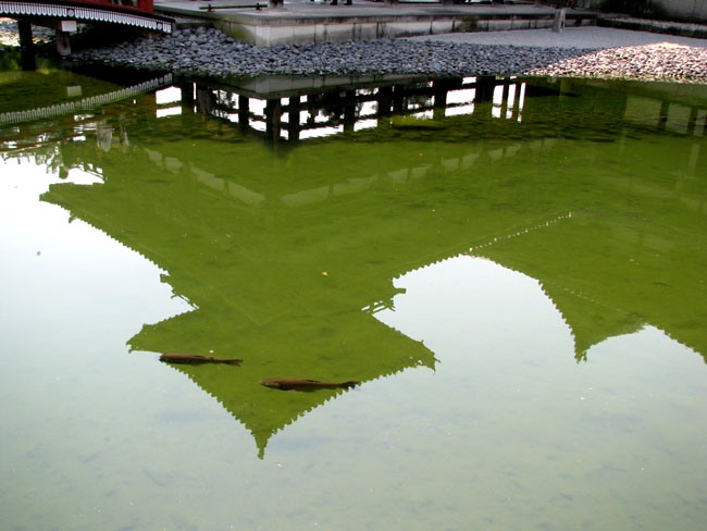 平等院　満開_e0048413_23362863.jpg