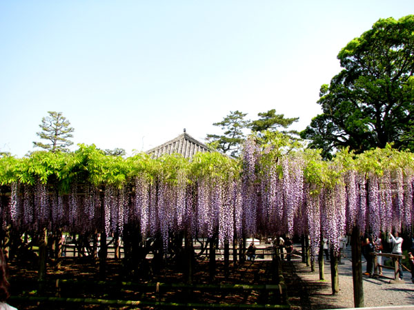 平等院　満開_e0048413_2338890.jpg