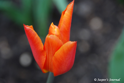 Garden flowers..... つぎつぎと。。。_e0158619_713483.jpg